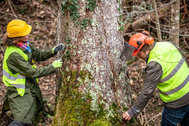 Trusted Borrego Springs, CA Tree Services Experts